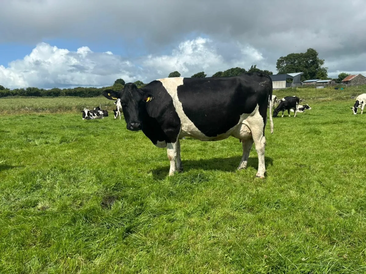 Cloonagh Dairies Herd Dispersal - 300 Holstein/Fr - Image 3
