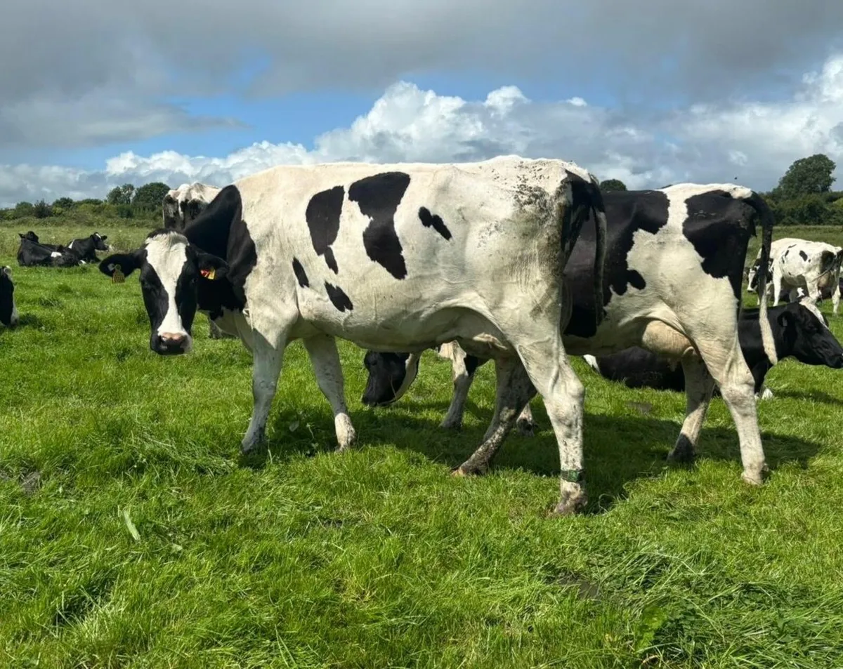 Cloonagh Dairies Herd Dispersal - 300 Holstein/Fr - Image 1