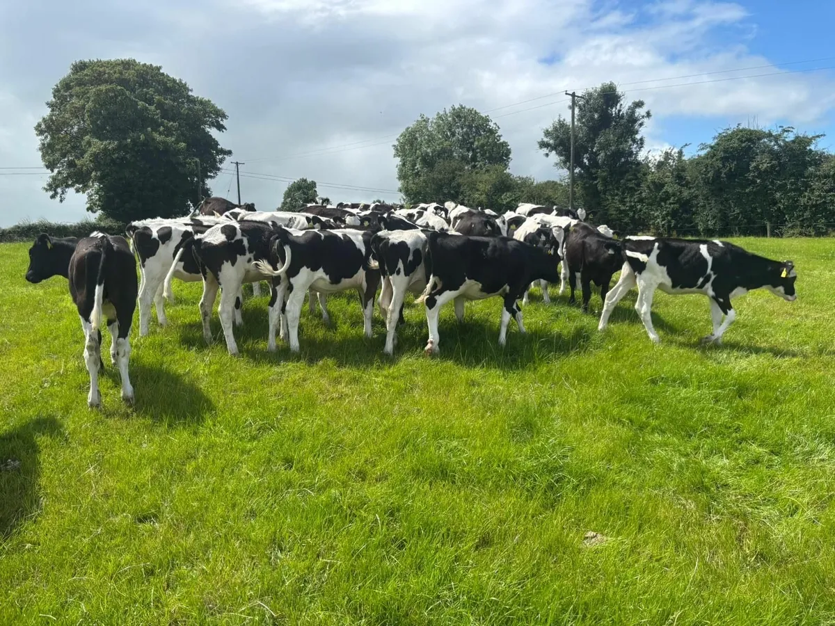 Cloonagh Dairies Herd Dispersal - 300 Holstein/Fr - Image 4