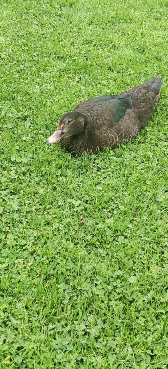 Muscovy pairs - Image 3