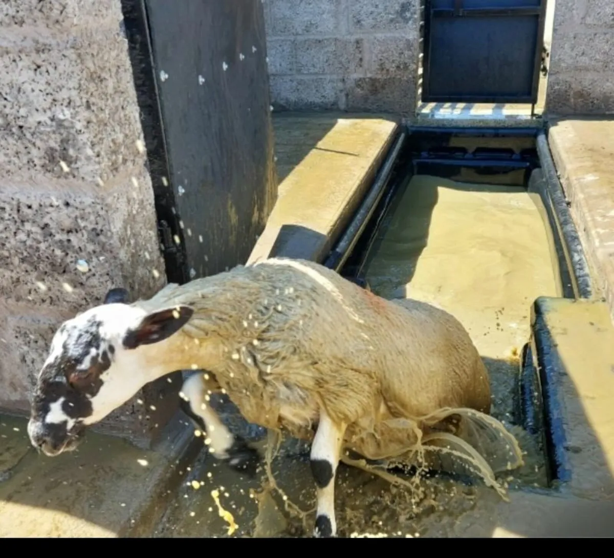 Sheep Tanks - Image 1