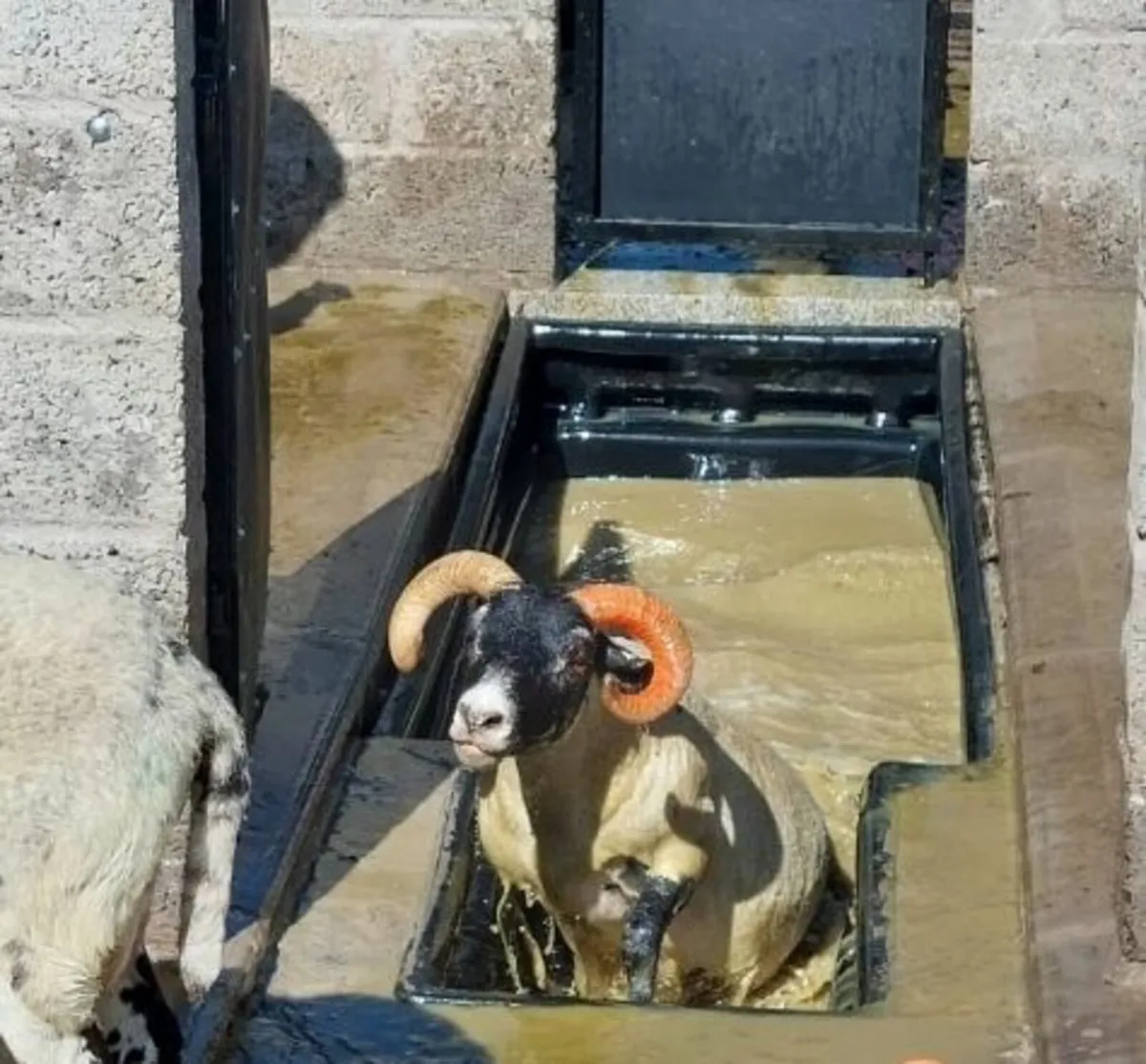Sheep Tanks - Image 2