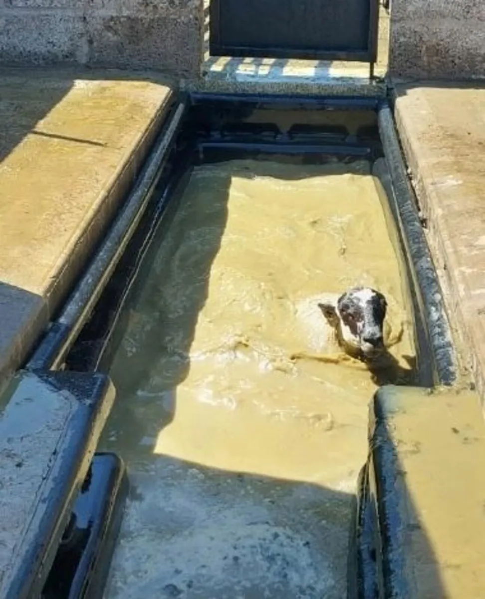 Sheep Tanks - Image 3