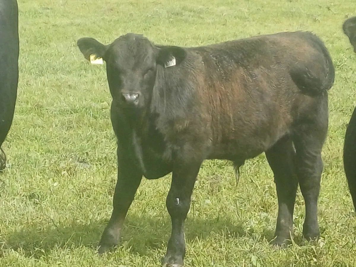 Pedigree Aberdeen Angus - Image 3