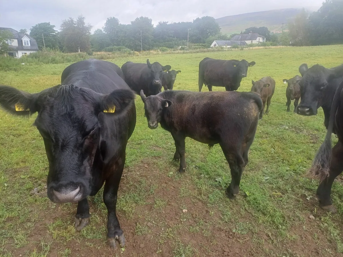 Pedigree Aberdeen Angus - Image 4