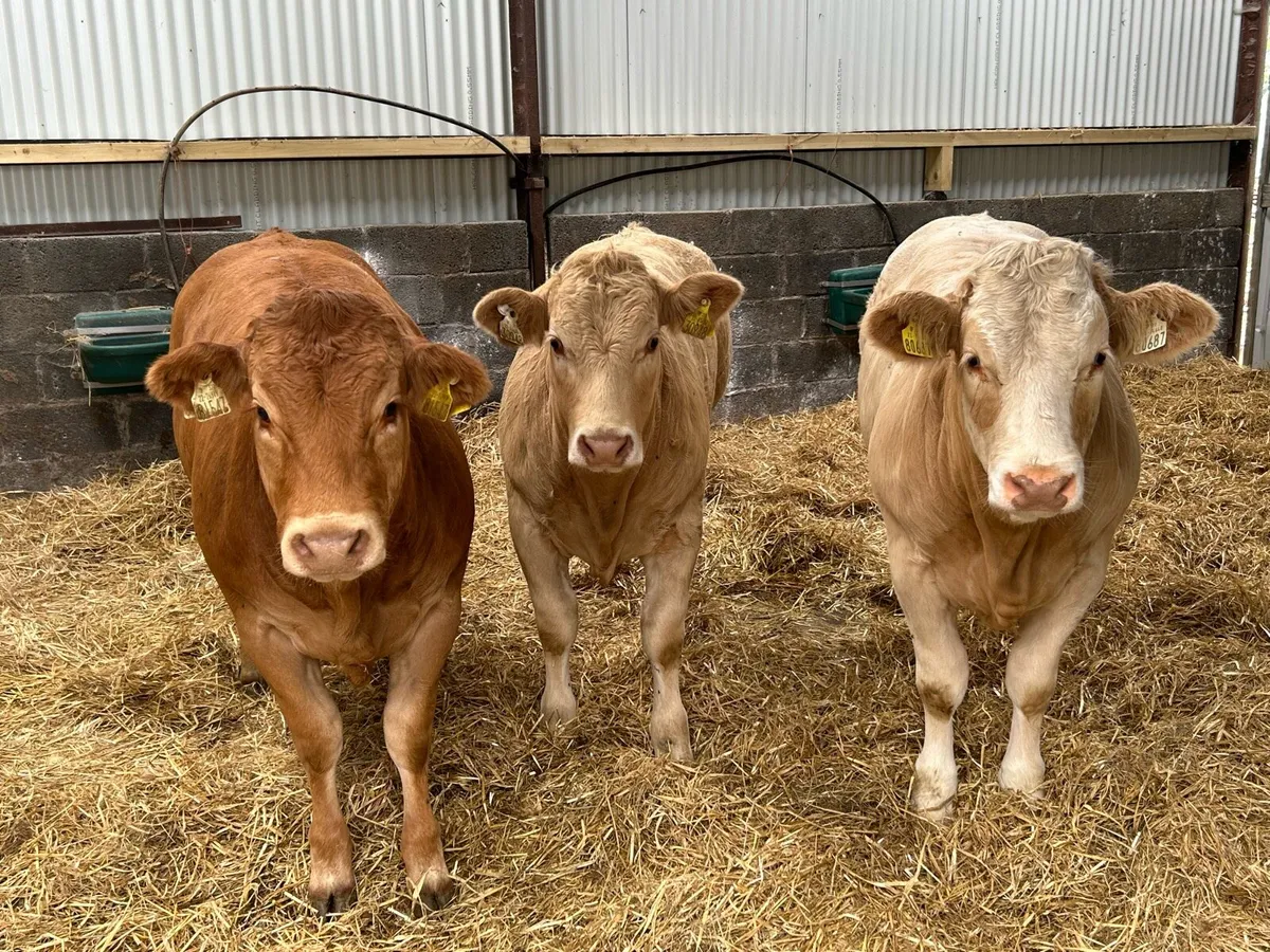 Smashing U Grading Heifers - Image 1
