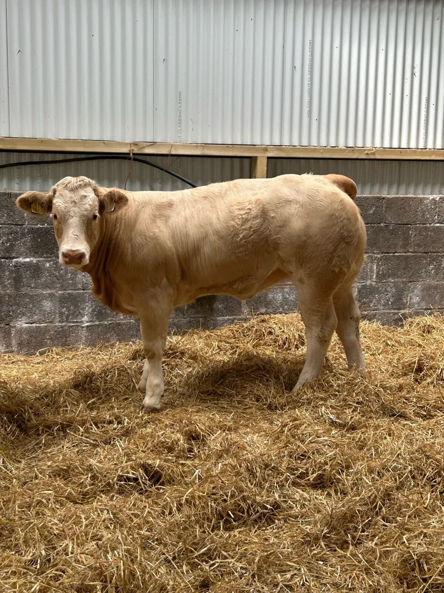 Smashing U Grading Heifers - Image 2