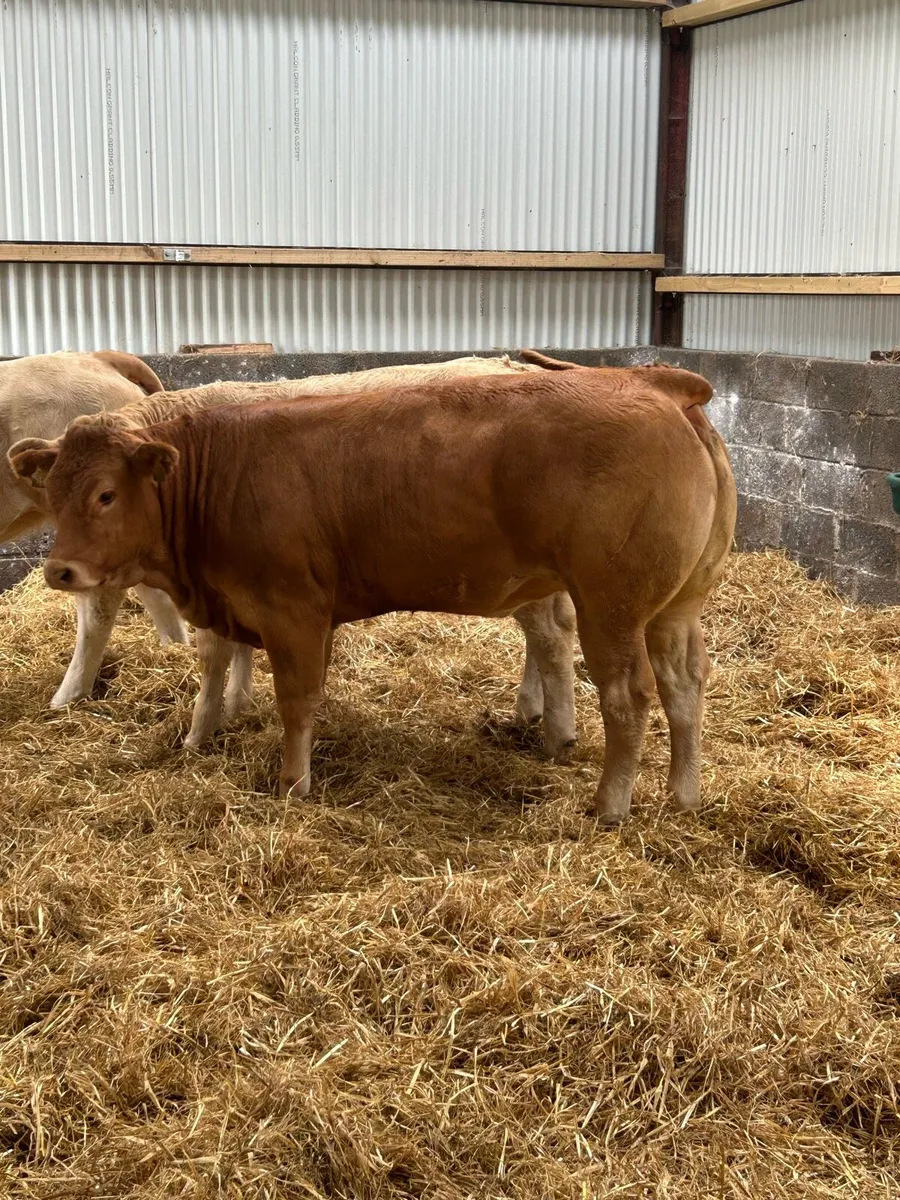 Smashing U Grading Heifers - Image 3