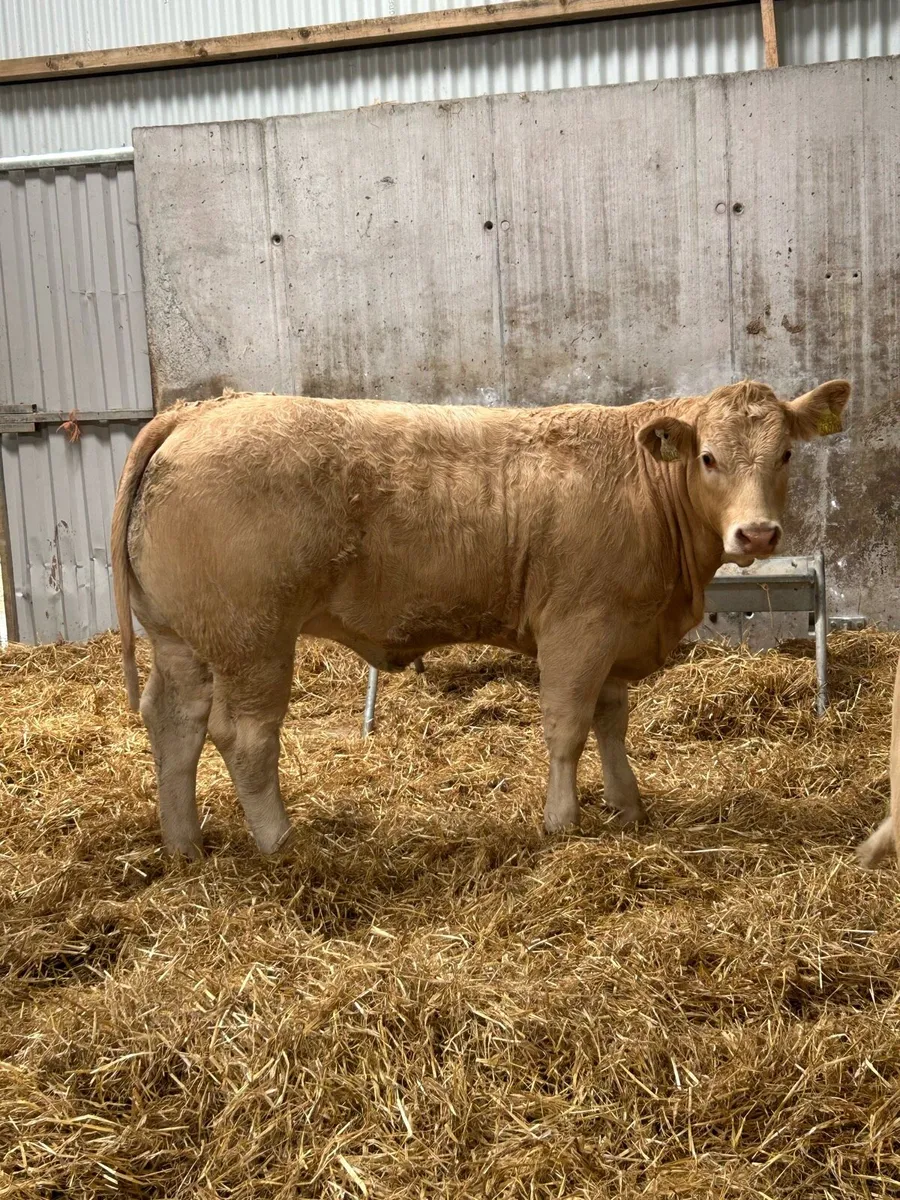 Smashing U Grading Heifers - Image 4