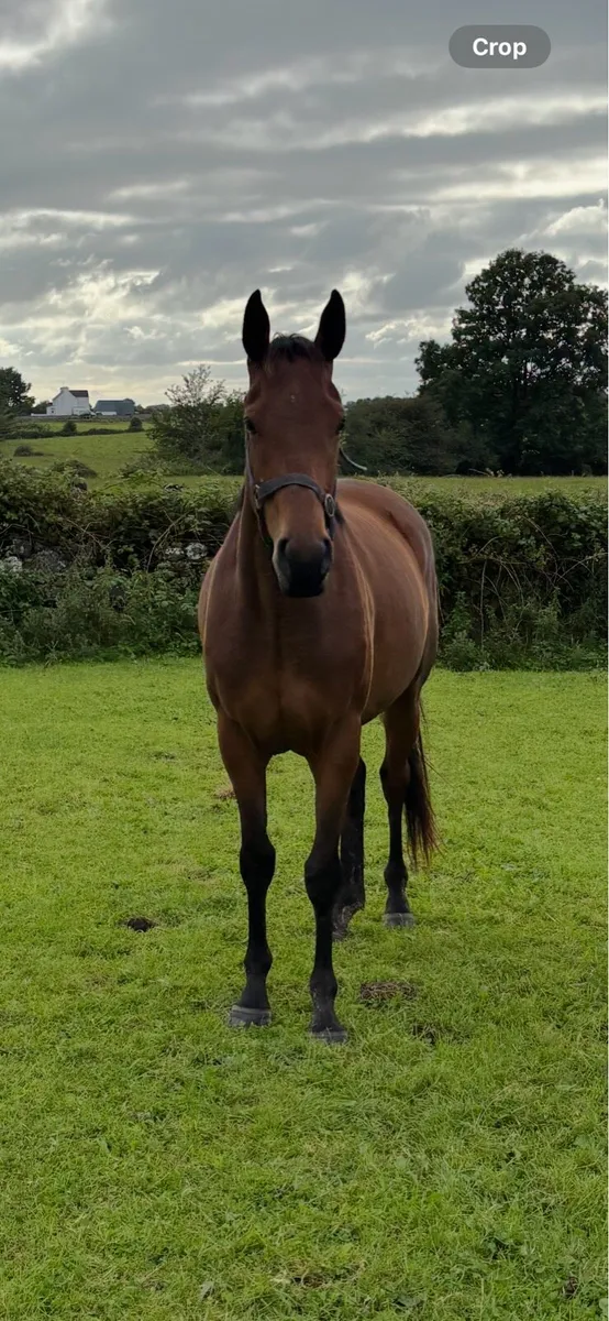 3yr old sport horse filly - Image 1