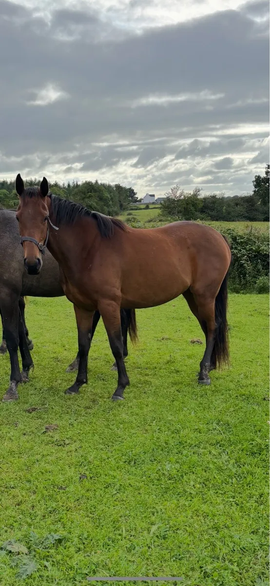 3yr old sport horse filly - Image 2