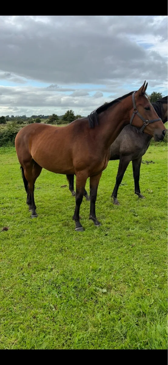 3yr old sport horse filly - Image 3