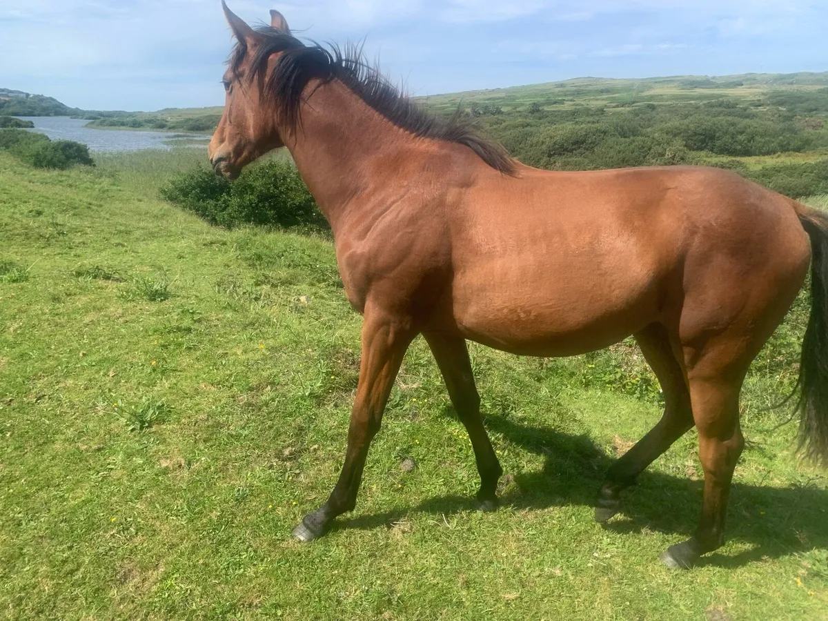 Yearling filly by sir Jim Jim - Image 1