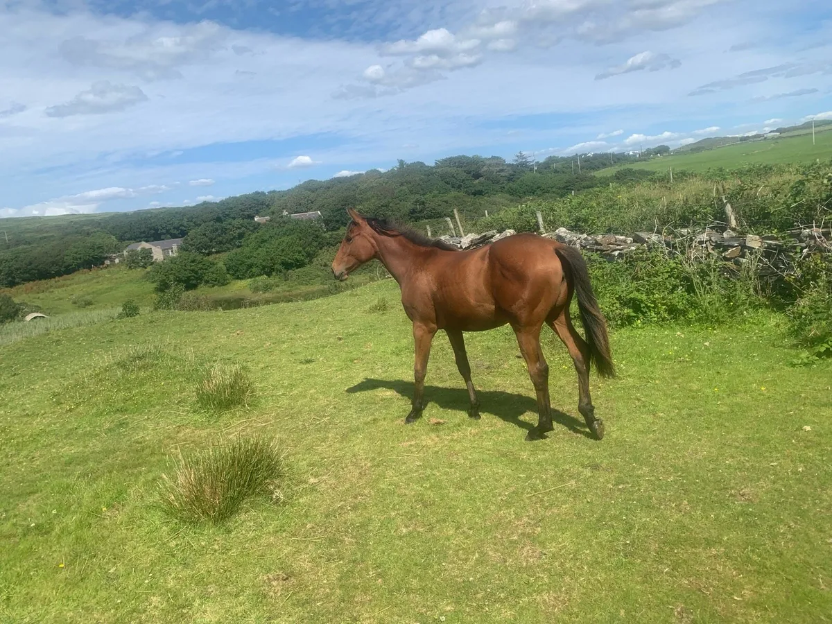 Yearling filly by sir Jim Jim - Image 2