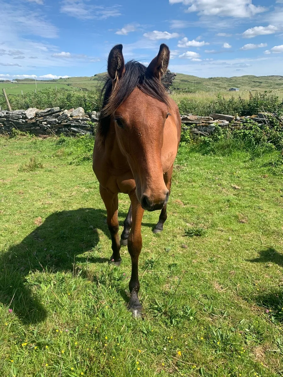 Yearling filly by sir Jim Jim - Image 3