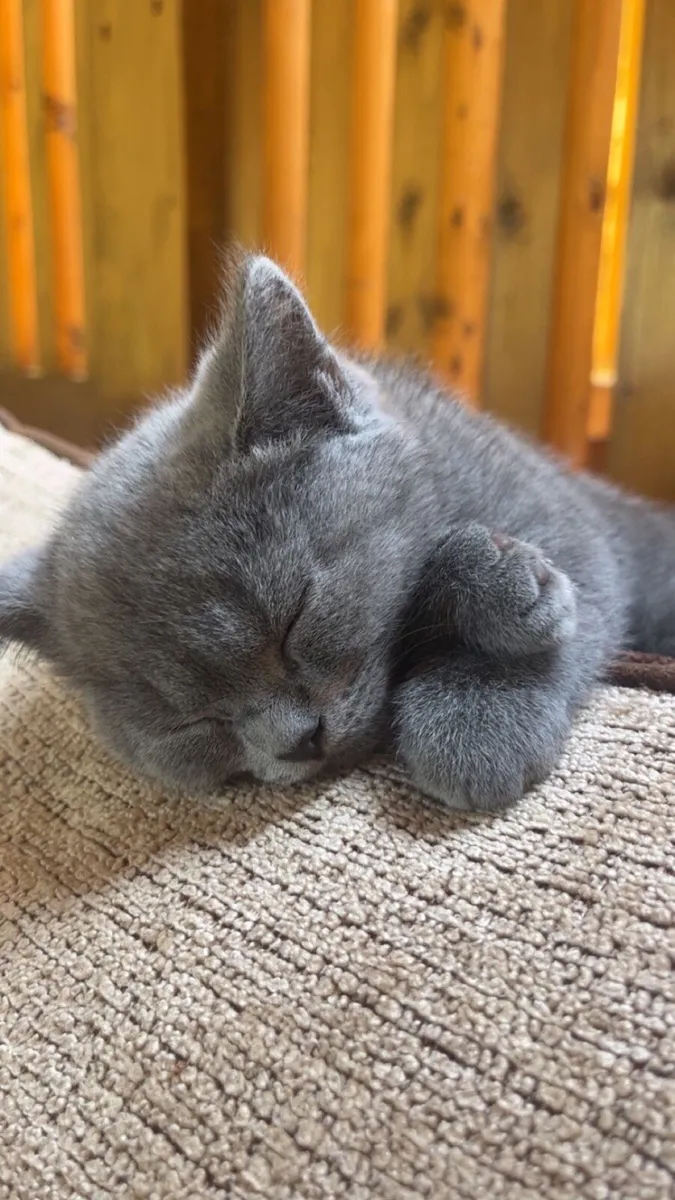 British Blue Shorthair Kittens - Image 1