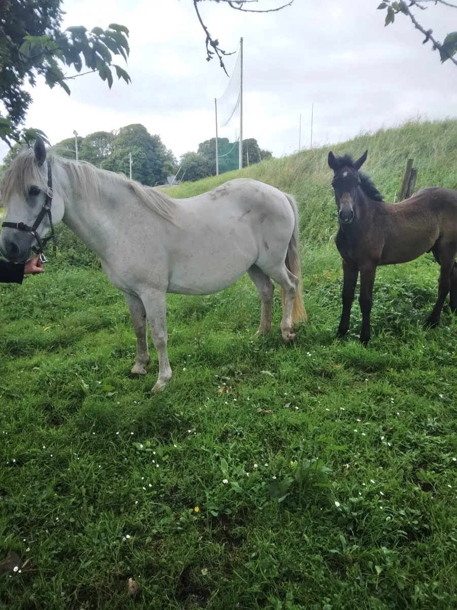 Connemara Mare in Foal with Colt Foal at Foot - Image 1