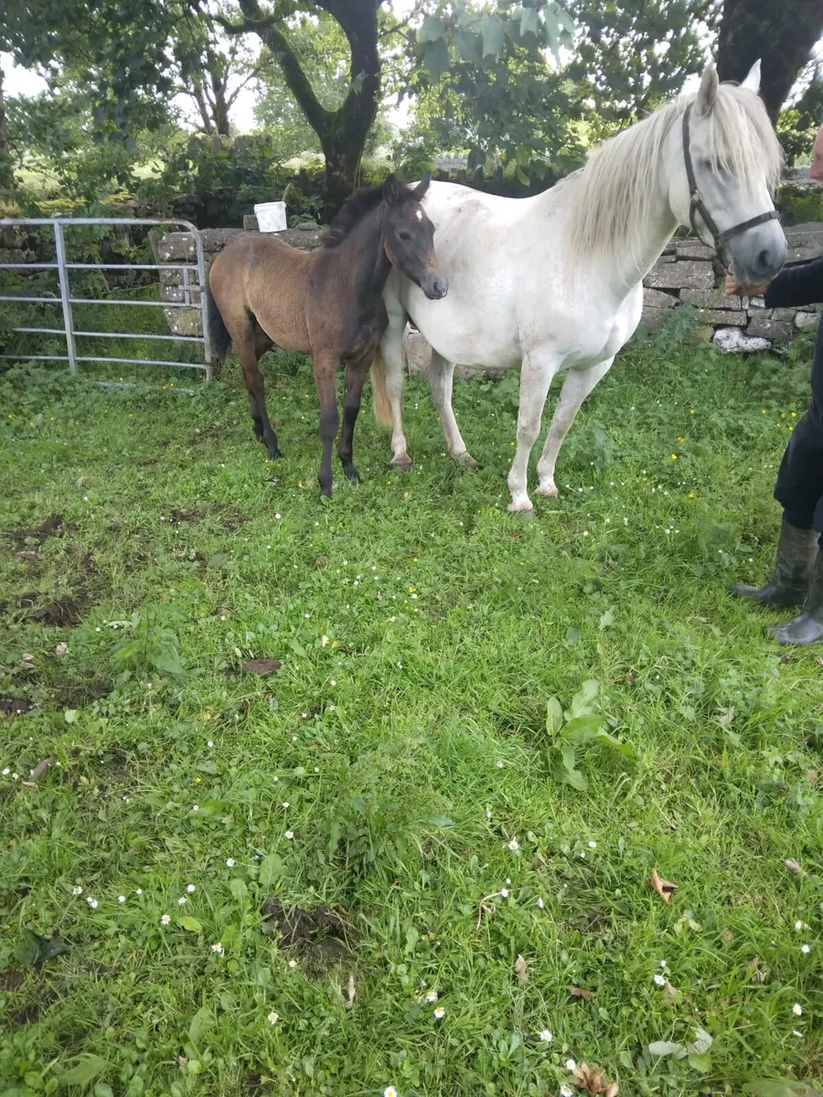 Connemara Mare in Foal with Colt Foal at Foot - Image 2