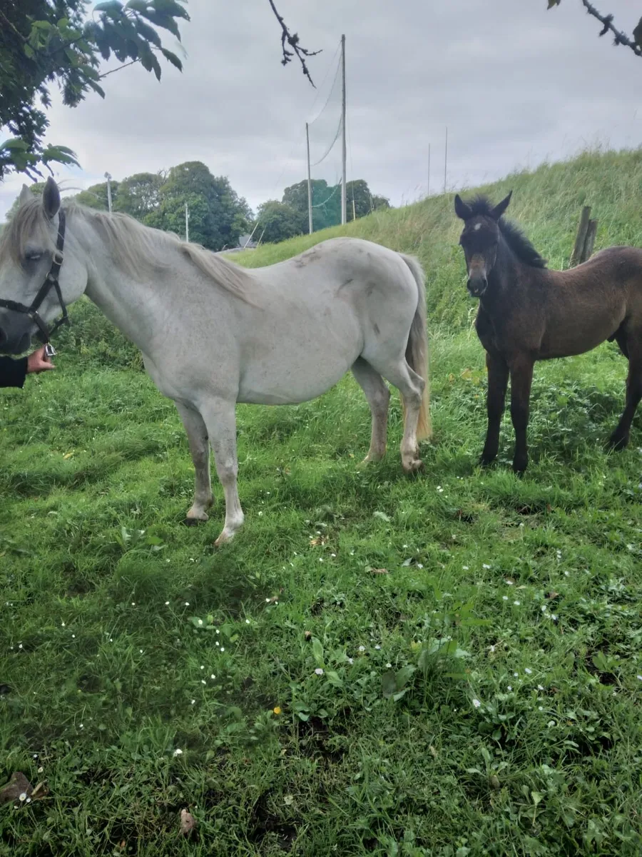 Connemara Mare in Foal with Colt Foal at Foot - Image 3