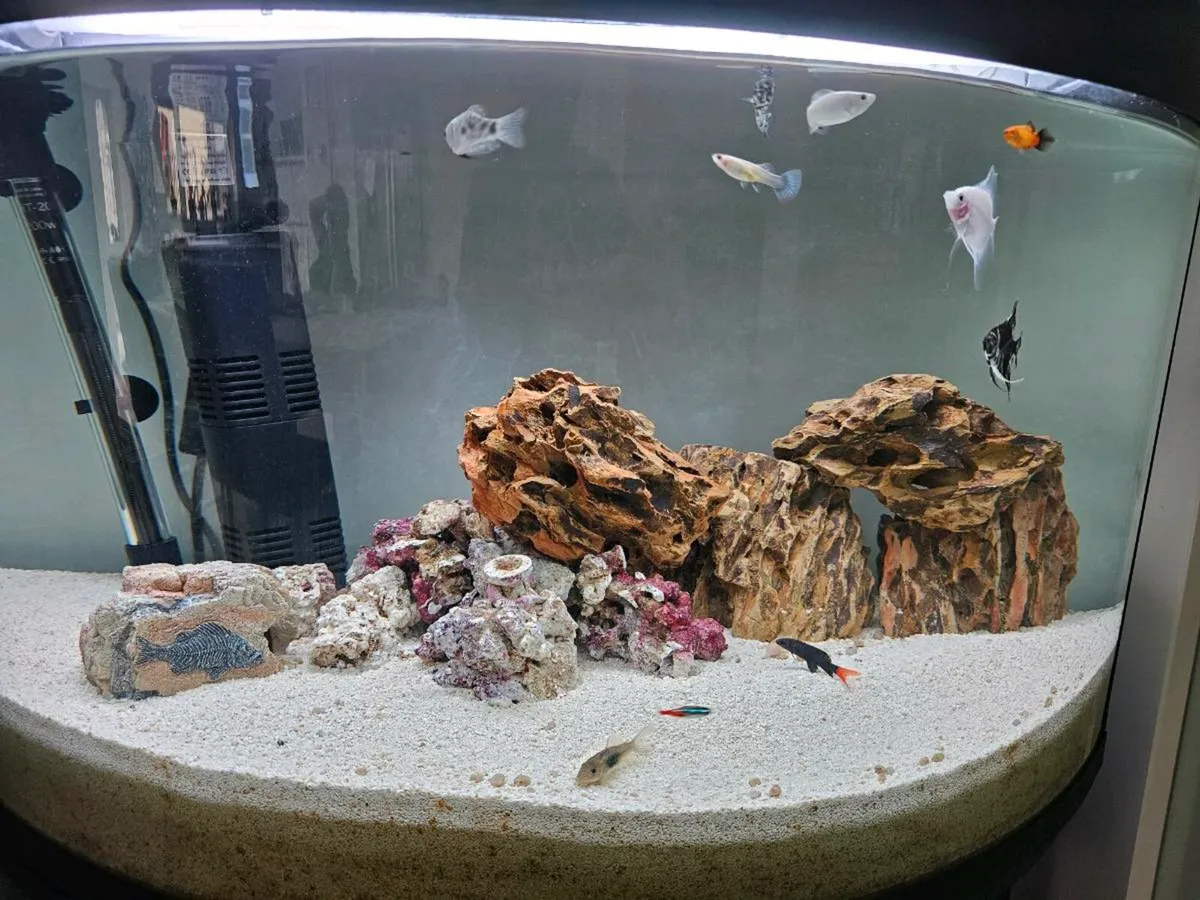 120lt fish tank and fish - Image 1