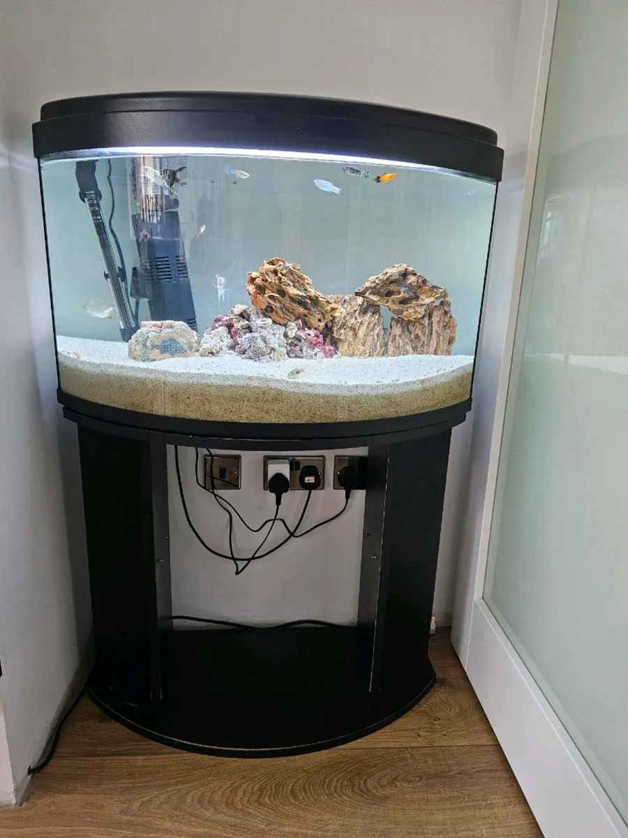 120lt fish tank and fish - Image 2