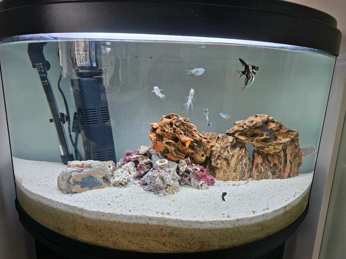 120lt fish tank and fish - Image 3