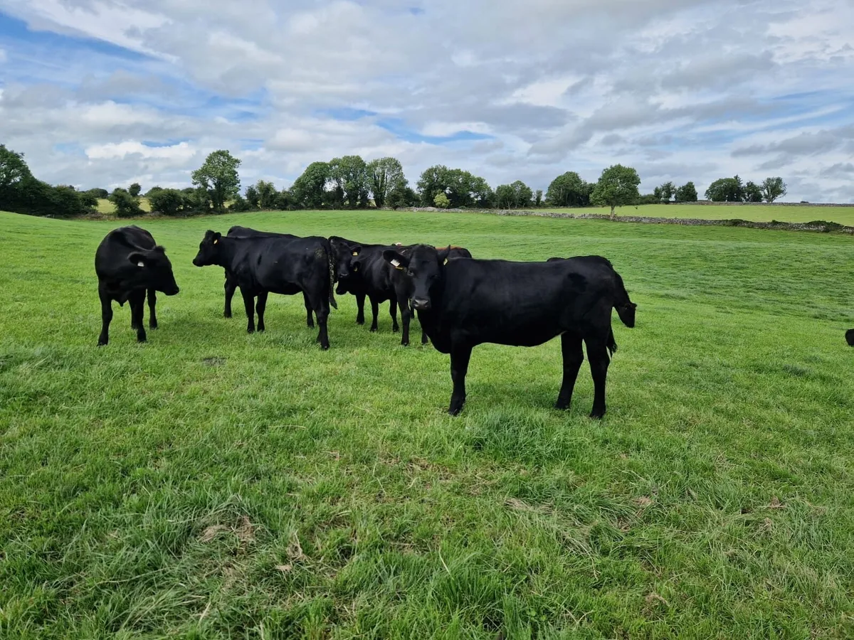 Angus heifers for Roscommon Mart Friday 18th July - Image 1