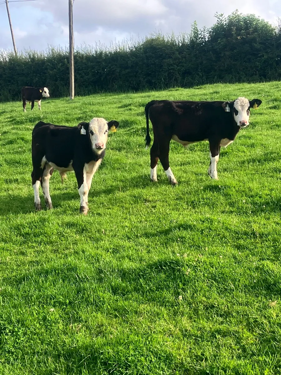 Weanlings - Image 2