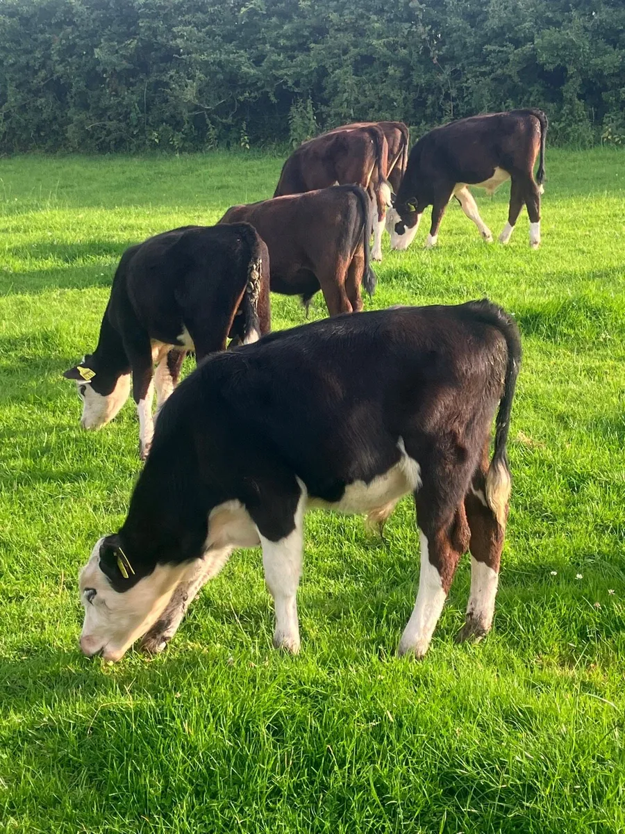 Weanlings - Image 1