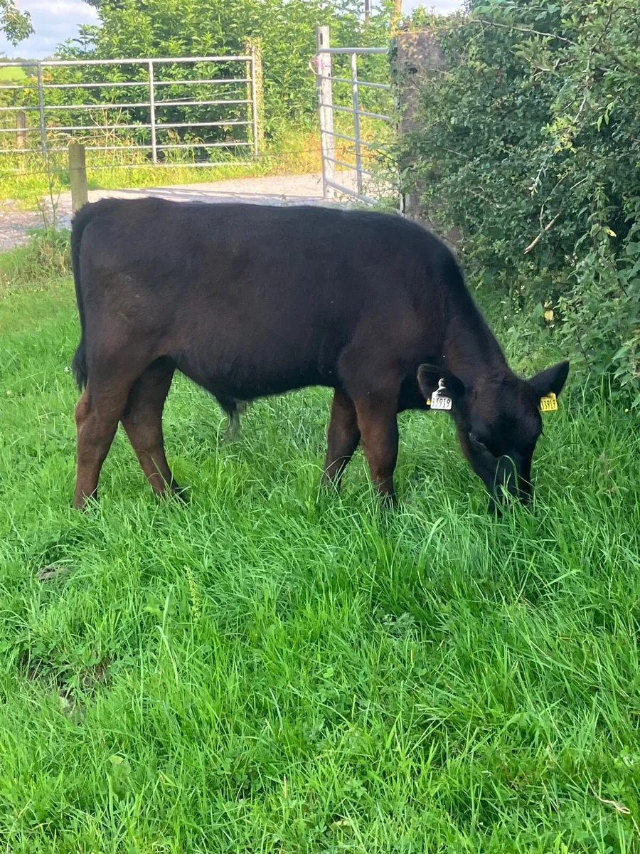 Weanlings - Image 3