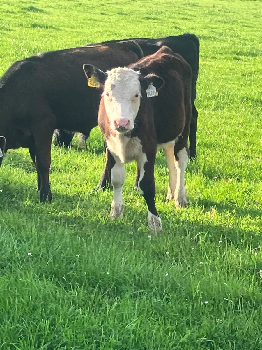 Weanlings - Image 4