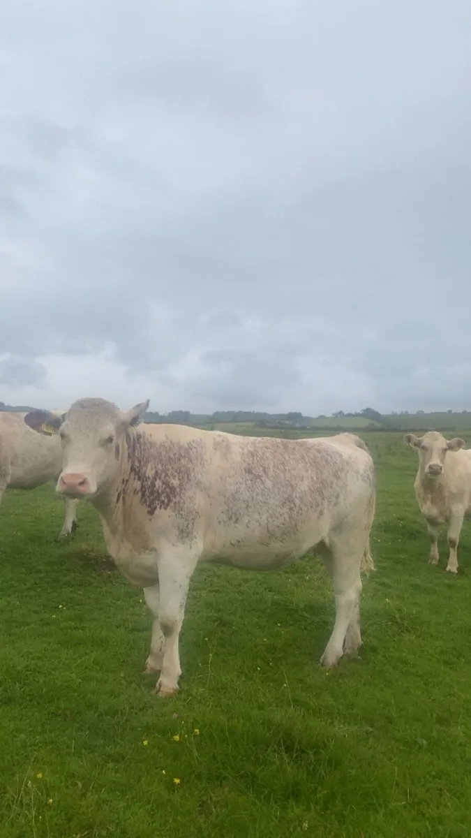 Roan incalf heifer - Image 2
