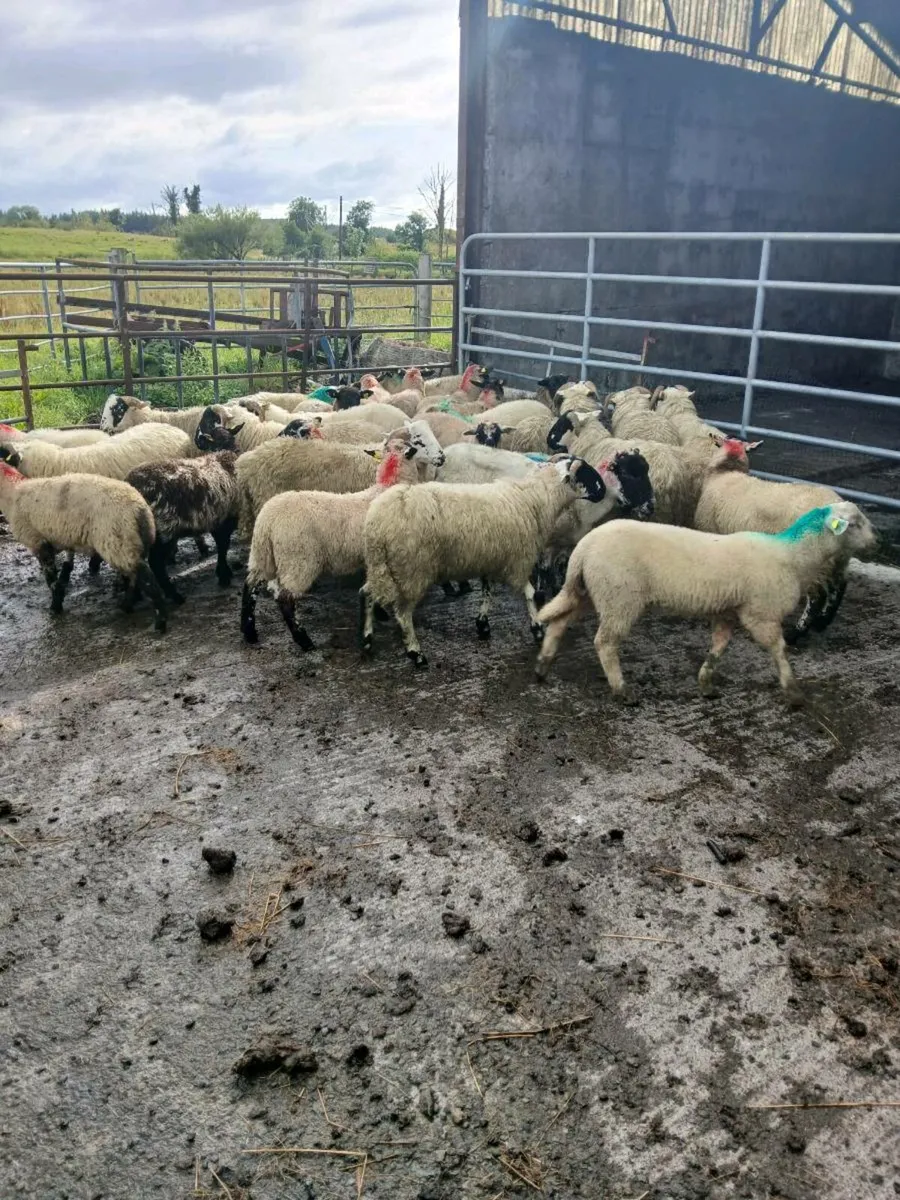 52 sheep mixture of store lambs and ewes with lamb - Image 1
