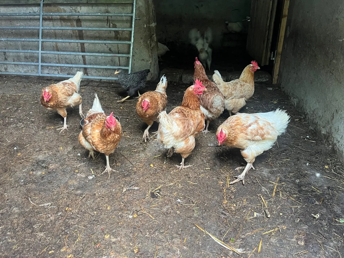 Laying hens for sale