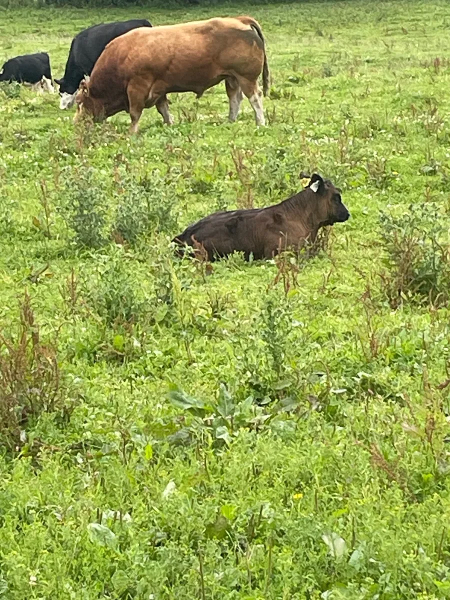 Cow & calf - Image 1