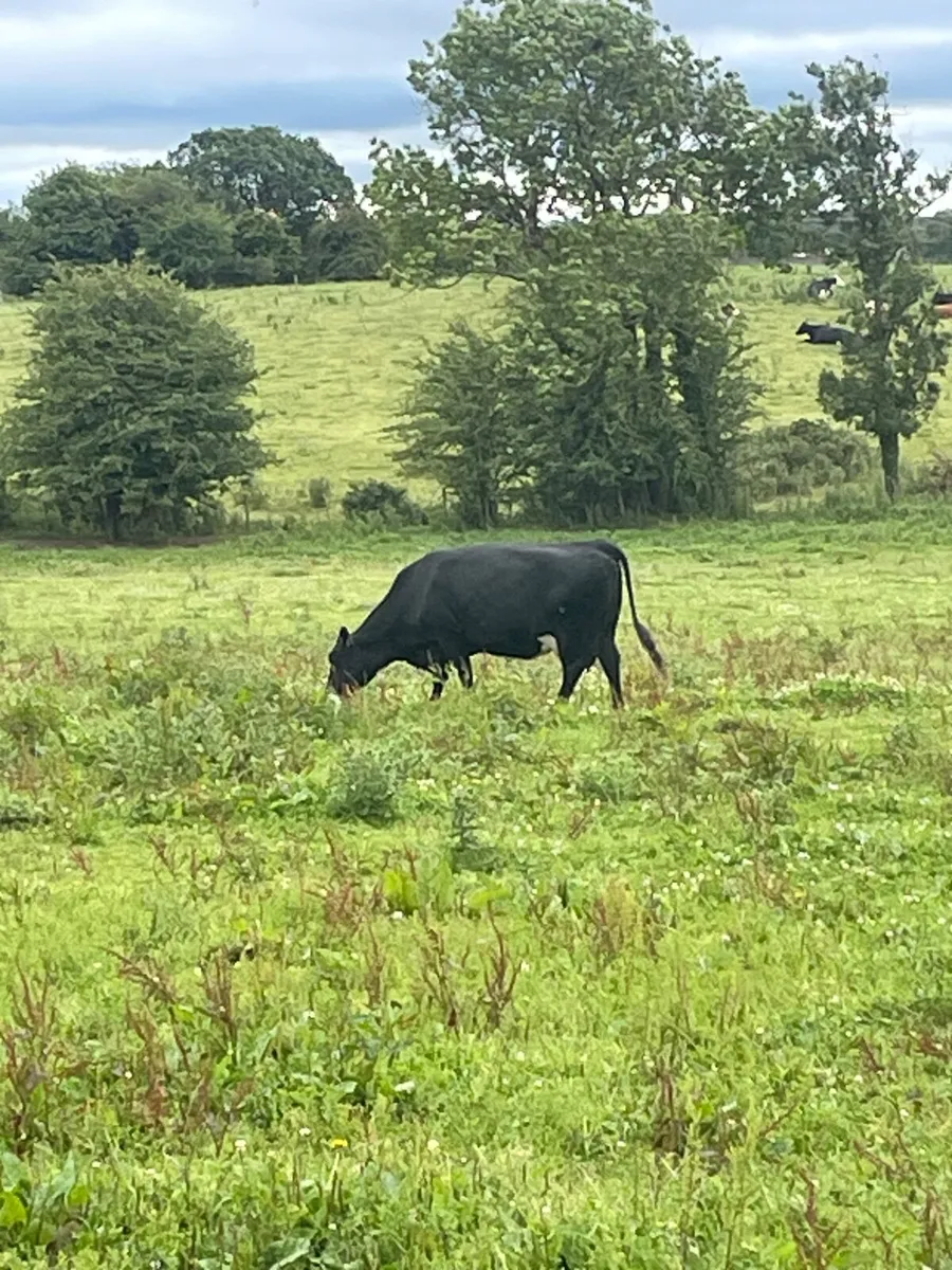 Cow & calf - Image 3