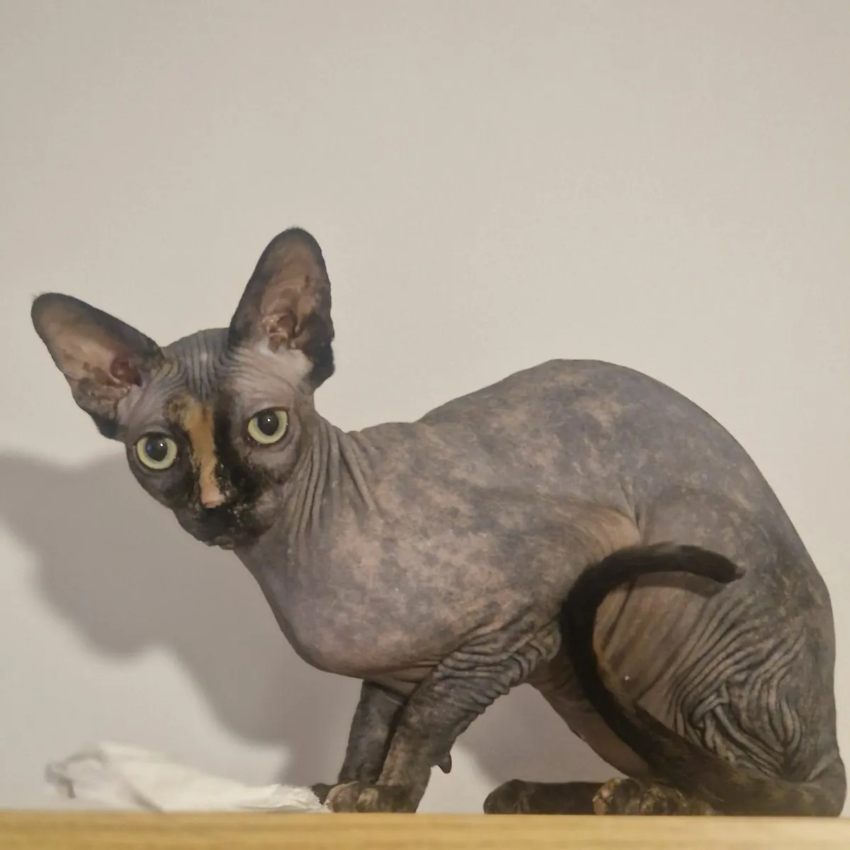 Sphynx - Image 1