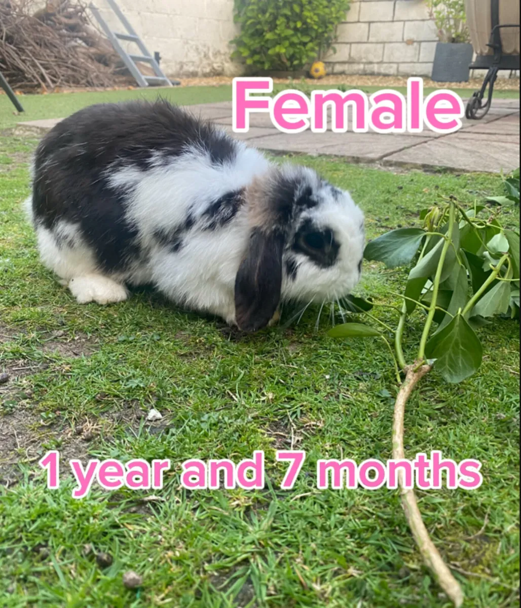 Rabbits - Image 1