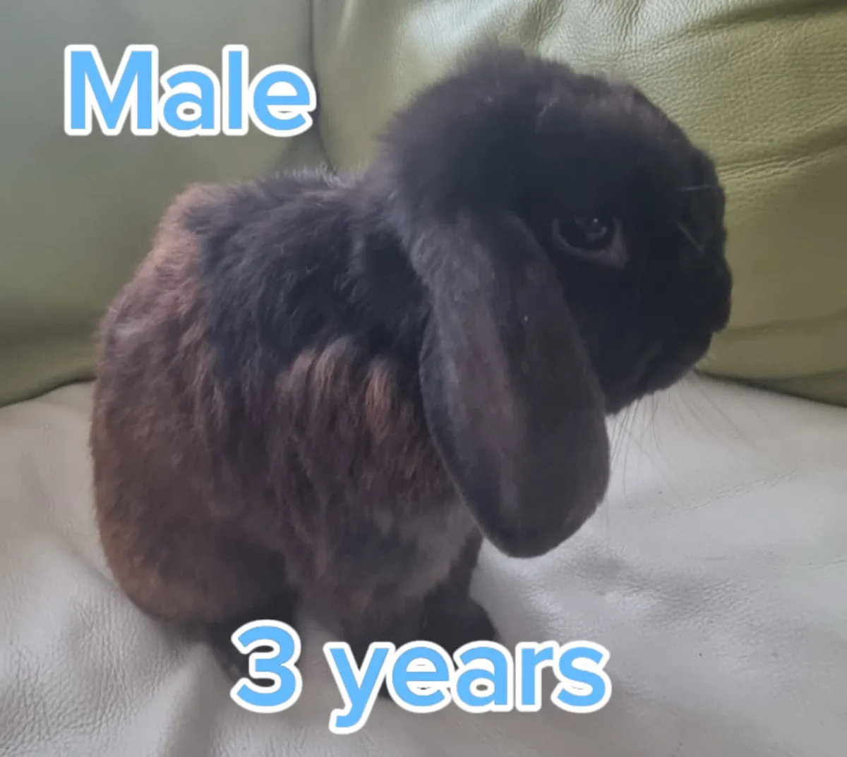 Rabbits - Image 2