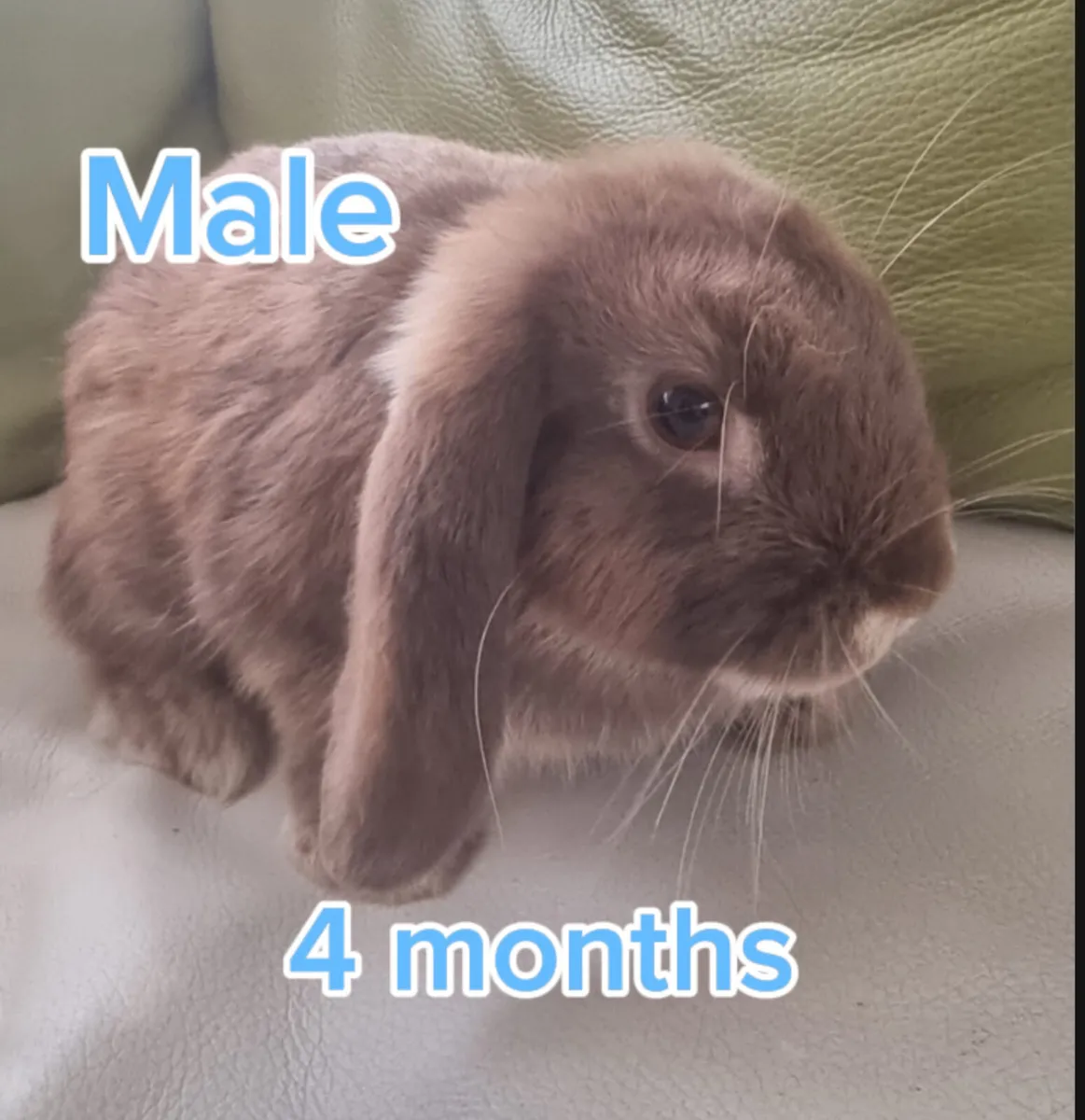 Rabbits - Image 3