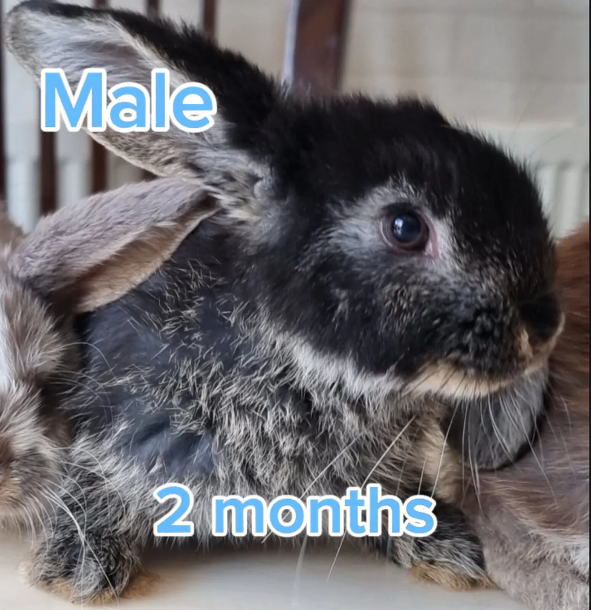 Rabbits - Image 3