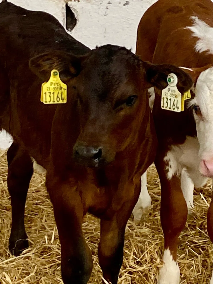 2 SERIOUS QUALITY HEIFER CALVES - Image 1