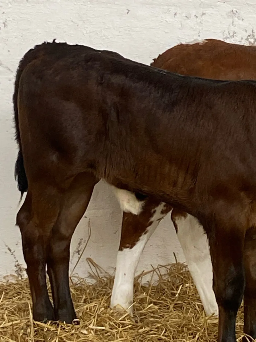 2 SERIOUS QUALITY HEIFER CALVES - Image 4