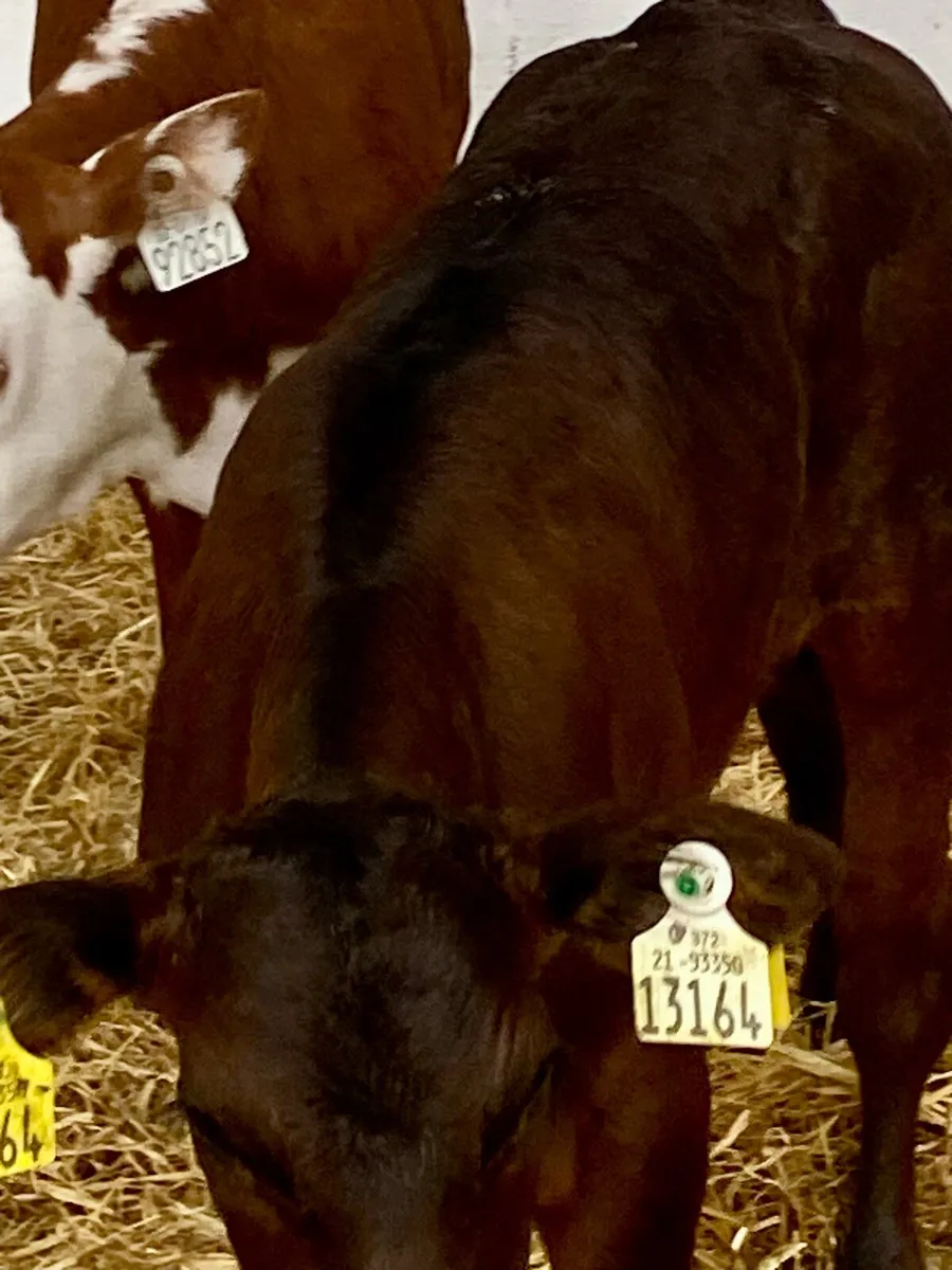 2 SERIOUS QUALITY HEIFER CALVES - Image 2