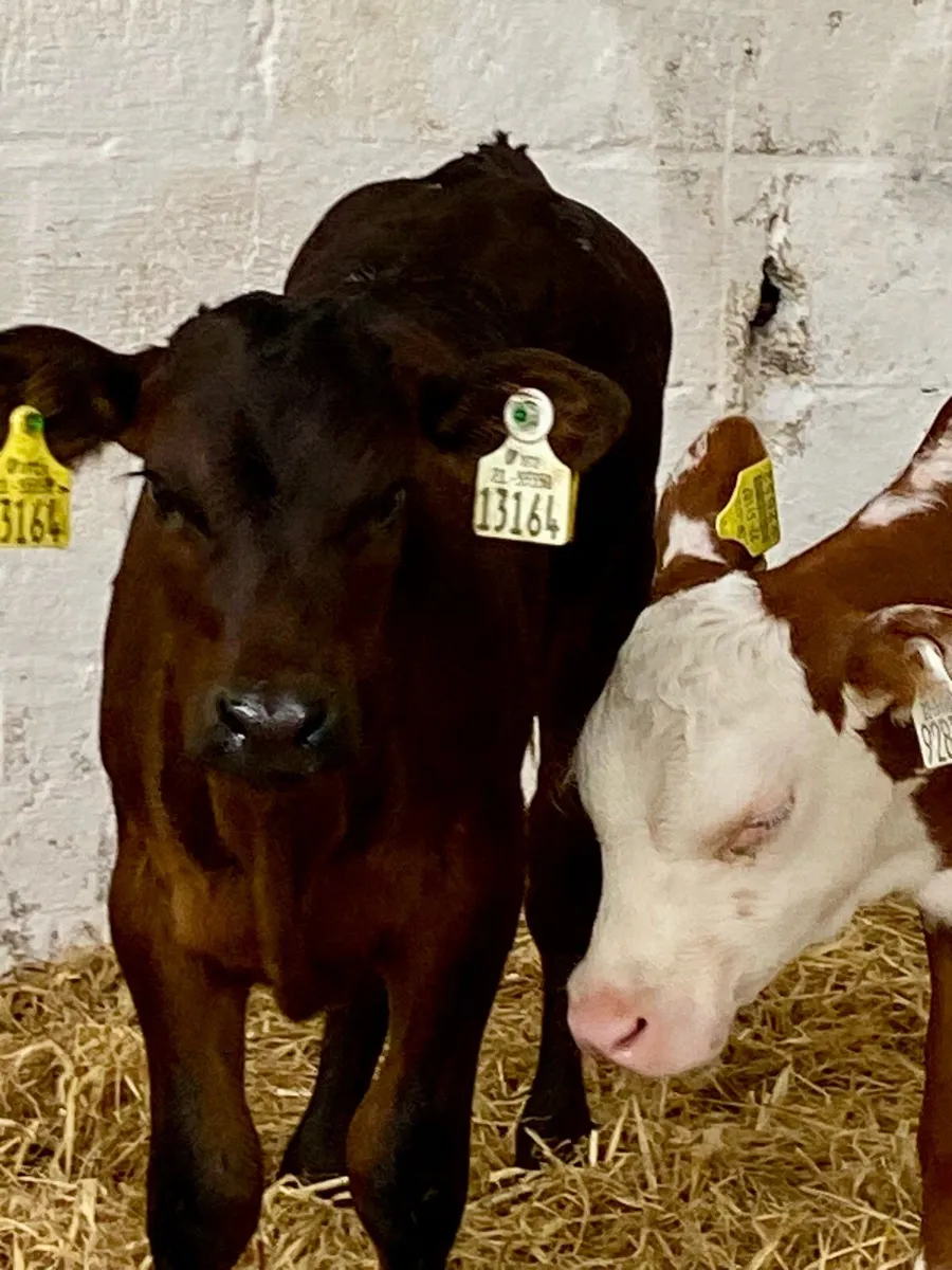 2 SERIOUS QUALITY HEIFER CALVES - Image 3