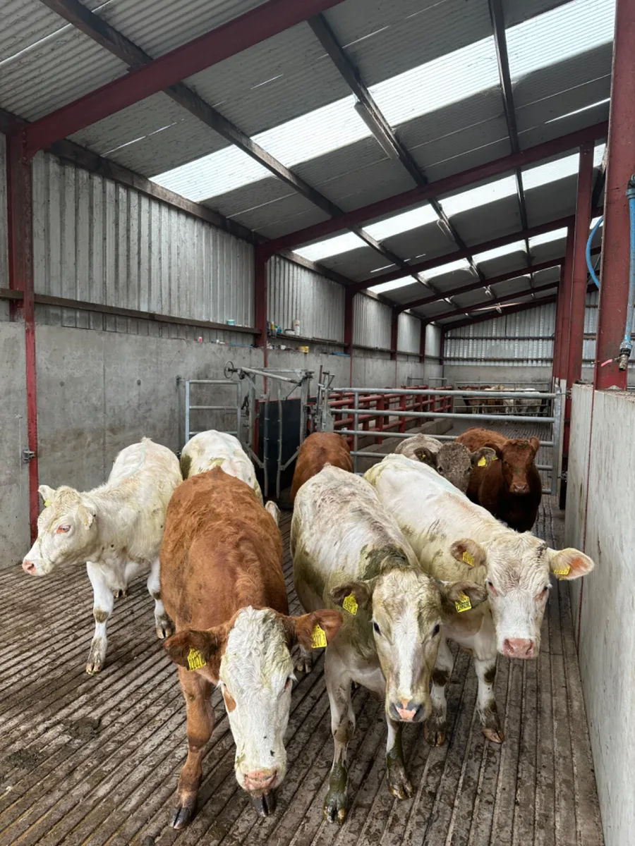 Charolais and lim heifers - Image 3