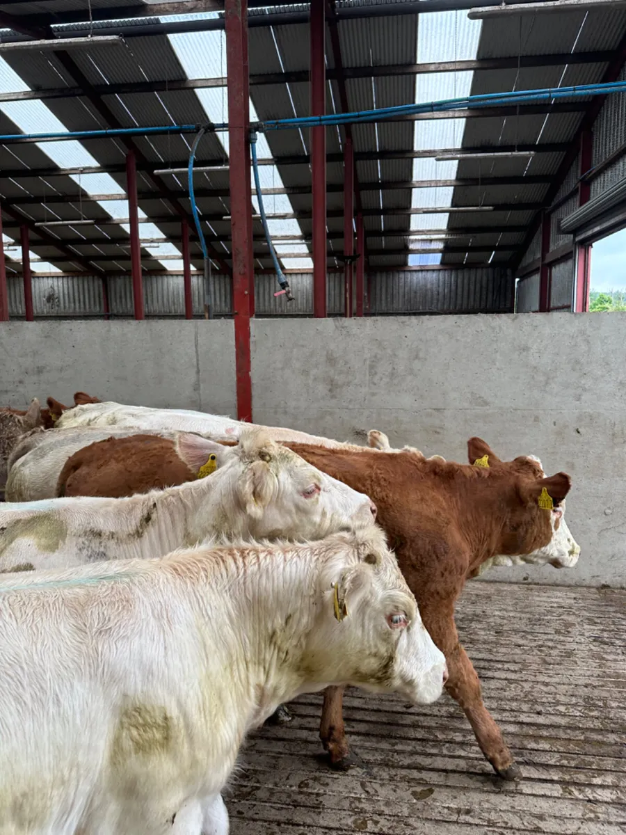 Charolais and lim heifers - Image 4