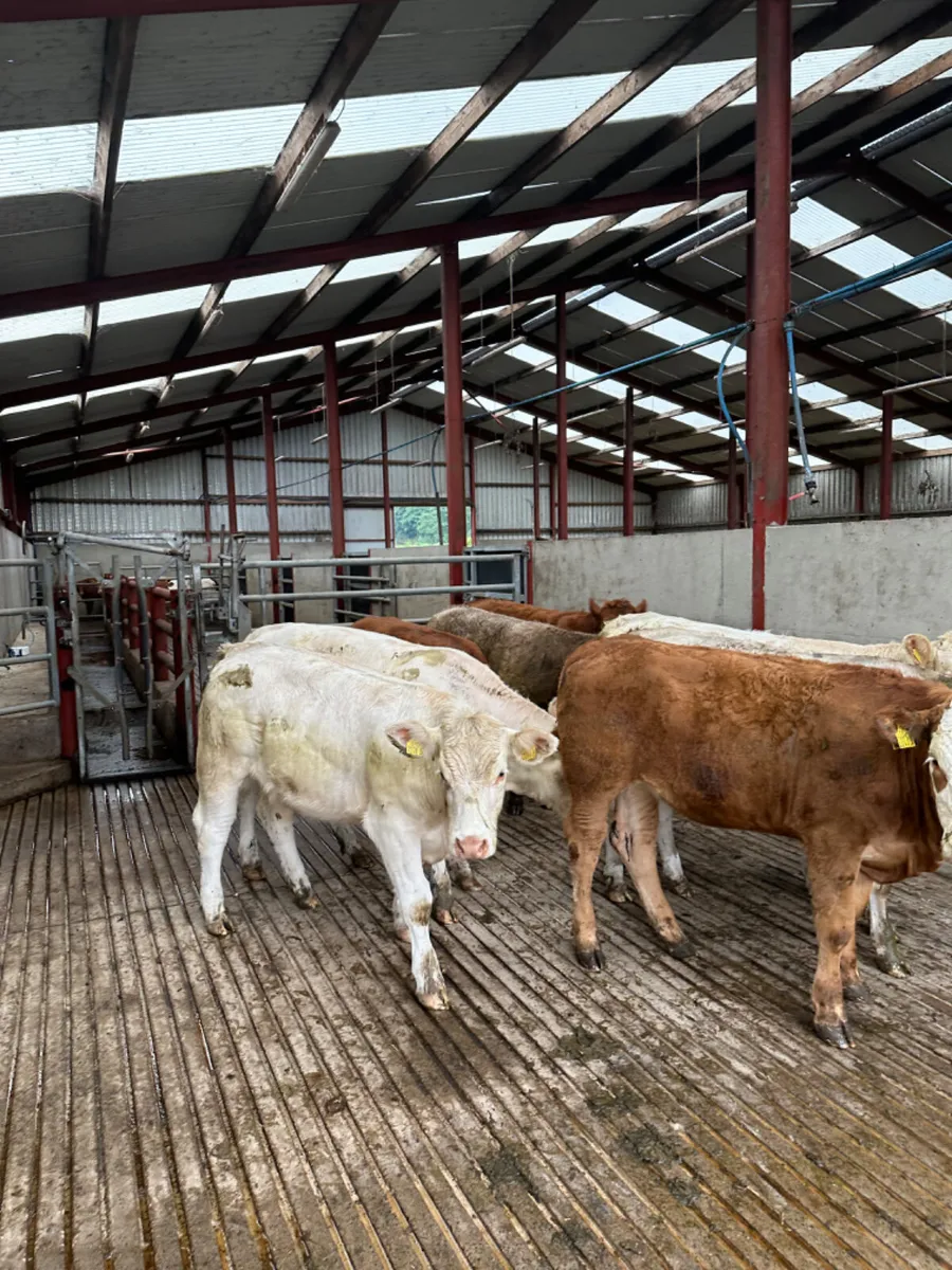 Charolais and lim heifers - Image 2