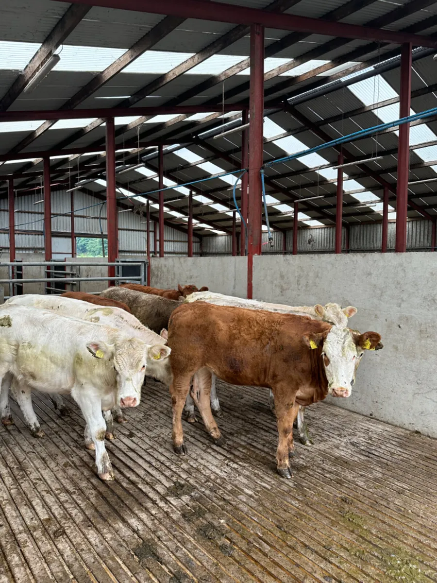 Charolais and lim heifers - Image 1