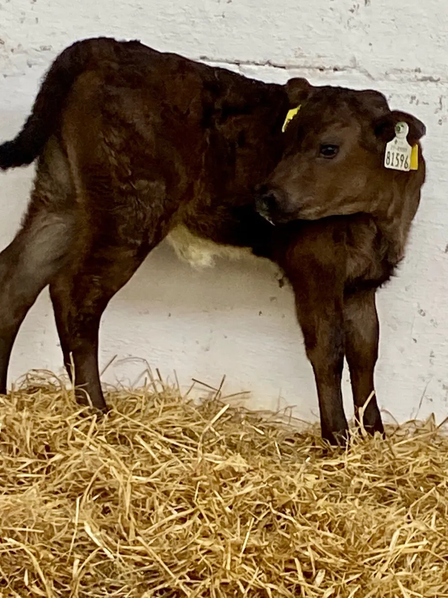 A SERIOUS LIMOUSINE HEIFER SUCK CALF - Image 1